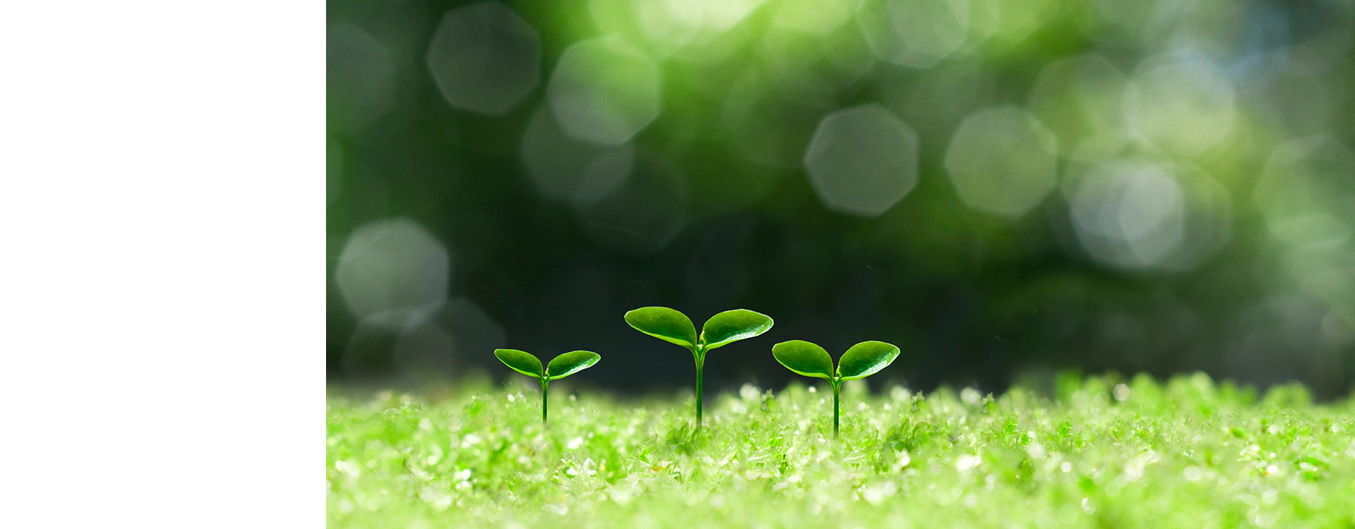 有限会社川原種苗