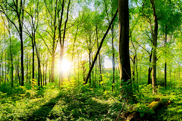 緑化樹木養成販売